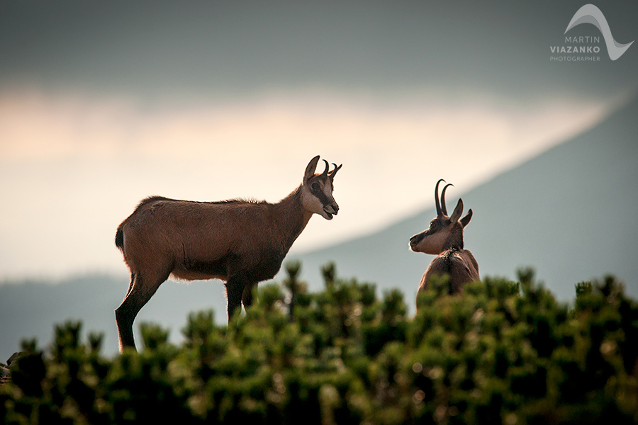 kamzik vrchovský tatranský, rupicapra rupicapra tatrica, chamois, gemse, wildlife, photo, divoká príroda, kamzík alpský, vysoké tatry, foto, high tatras